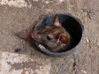 Karni Mata - Temple of Rats (India)